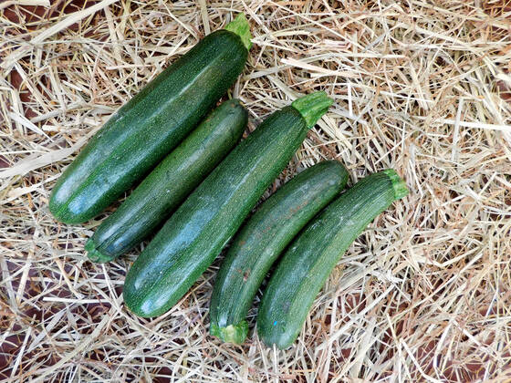 zucchini , 26233536.jpg, italian, vegan, eating, produce, raw, courgette, ingredient, top view, overhead, food, market, autumn, fresh, veggies, pumpkin, garden, farmer, background, healthy, wooden, green, harvest, summer, agriculture, eco, supermarket, local, vegetables, seasonal, bio, zucchini, rustic, squash, wood, diet, organic, table, farm, vegetarian, fall, farming, above, basket,
