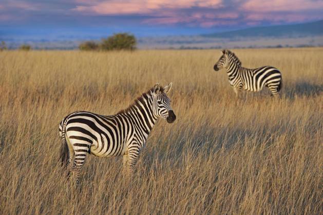 IMAGO Nature: Unsere Erde, Naturschutz, Naturschutzgebiete in Afrika Steppenzebra (Equus quagga boehmi), im Abendlicht, Masai Mara, Nationalpark, Kenia, Ostafrika, Afrika Copyright: imageBROKER IngoxSchulz ibxisb08311920.jpg