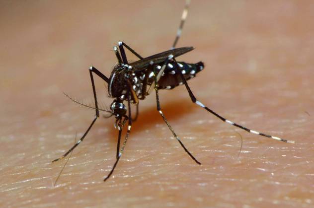 Asiatische Tigermuecke, Tropische Tigermuecke, Dengue-Muecke, Denguemuecke, Zika-Muecke, Zikamuecke (Stegomyia albopicta, Aedes albopictus, Cryptus albopictus, Culex albopictus), stechend, auf menschlicher Haut, Uebertraeger des Zika-Virus, Deutschland Tiger mosquito, Asian tiger mosquito, Forest mosquito (Stegomyia albopicta, Aedes albopictus, Cryptus albopictus, Culex albopictus), sticking, on human skin, carrier of Zika virus, Germany BLWS667810