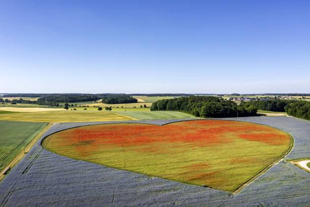 Bilder des Jahres 2022, News 06 Juni News Bilder des Tages Blühendes Herz als Zeichen für herzkranke Kinder. Auf einer Fläche von rund zehn Hektar blühen in Blaufelden in der Hohenloher Ebene Millionen von Kornblumen (Centaurea cyanus) und Mohn (Papaver). Allein 12,5 Millionen Mohnblüten sollen es sein. Das Blumenherz der Stiftung KinderHerz Deutschland gGmbH wird unterstützt vom Saatgutproduzenten örtlichen Saatgutproduzenten Rieger-Hofmann, das sich zudem für die naturnahe Begrünung mit gebietseigenen Wildarten engagiert. Deutschland, Baden-Württemberg, Blaufelden.