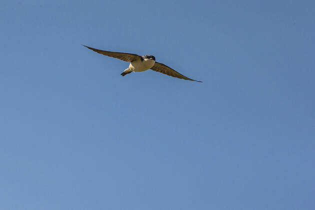 House martin (Delichon urbicum) in flight, Monmouthshire, Wales UK, June.  1575326 PhilxSavoie