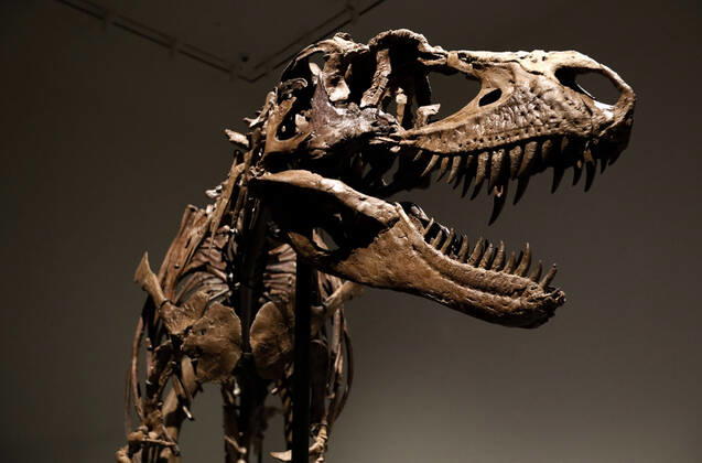 Bilder des Jahres 2022, News 07 Juli News Themen der Woche KW27 News Bilder des Tages A dinosaur fossil of a Gorgosaurus Skeleton that will be auctioned on July 28 2022, at an estimated price of eight million dollars, is displayed at Sotheby s Auction house in New York City on July 8, 2022.  NYP202207081034 PeterxFoley