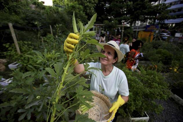 IMAGO Creative: Ende des Sommers  urban garden in salvador, salvador, bahia / brazil - may 5, 2019: person is seen harvesting okra in an urban garden in the Pituba neighborhood in the city of Salvador..., salvador, bahia / brazil - may 5, 2019: person is seen harvesting okra in an urban garden in the Pituba neighborhood in the city of Salvador..., 25.06.2020, Copyright: xjoasouzax Panthermedia28583275.jpg