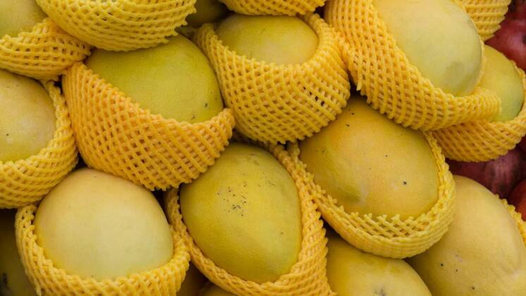  Delicious fresh ripe yellow mango individually wrapped, Delicious fresh ripe yellow mango individually wrapped on the market, 15.10.2020, Copyright: xAsniax Panthermedia28939485.jpg
