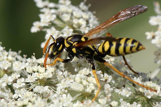 European Paper Wasp European paper wasp (Polistes dominula) on a Queen Anne s Lace (Daucus carota) flower in Markham, Ontario, Canada, on August 10, 2022. Markham Canada Copyright: xCreativexTouchxImagingxLtdx originalFilename: friedman-european220810_npm3o
