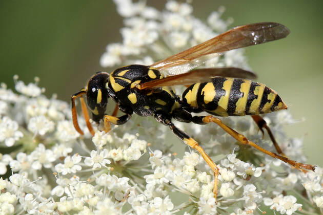 European Paper Wasp European paper wasp (Polistes dominula) on a Queen Anne s Lace (Daucus carota) flower in Markham, Ontario, Canada, on August 10, 2022. Markham Canada  Copyright: xCreativexTouchxImagingxLtdx originalFilename: friedman-european220810_nppeq