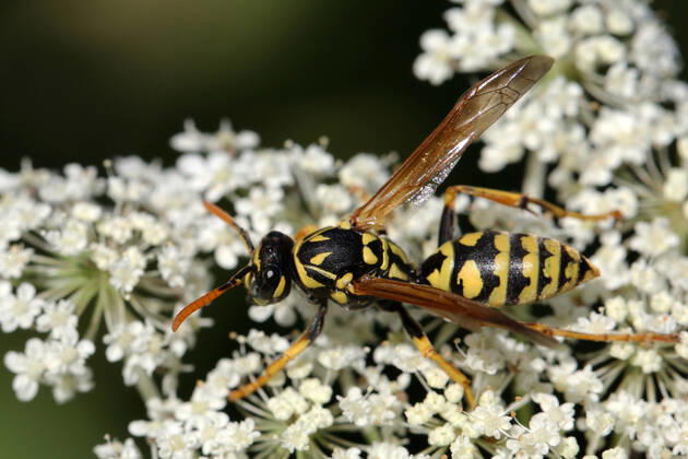 European Paper Wasp European paper wasp (Polistes dominula) on a Queen Anne s Lace (Daucus carota) flower in Markham, Ontario, Canada, on August 10, 2022. Markham Canada  Copyright: xCreativexTouchxImagingxLtdx originalFilename: friedman-european220810_nprQv