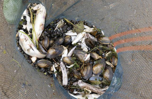 Frankfurt (Oder), 12.08.2022 - Fischsterben in der Oder. In Frankfurt(Oder) auf dem Ziegenwerder keschert eine Guppe von 7 THW - Kameraden die toten Fische verschiedener Sorten ( Hechte, Zander, Bleie, Döbel Barsche, Karpfen, Quappen usw.) aus der Oder. Bis zum Nachmittag haben sie mehrere Tonnen toter Fische geborgen. Im Bild : ein trauiriger Anblick Fischsterben in der Oder