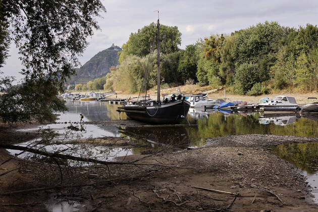 Der Rhein bei extremen Niedrigwasser: Bei Bad Honnef Rhöndorf, unterhalb des Drachenfels, liegt nicht nur das historische Rheinschiff Aalschokker Aranka im Altrheinarm an der Insel Grafenwerth auf Grund. Das Wasser in dem Seitenarm des Rhein ist so weit zurückgegangen, dass einige Boote, Kutter und Segelschiffe auf dem Trockenen liegen. (Themenbild, Symbolbild) Bonn, 16.08.2022 NRW Deutschland Copyright: xChristophxHardtx