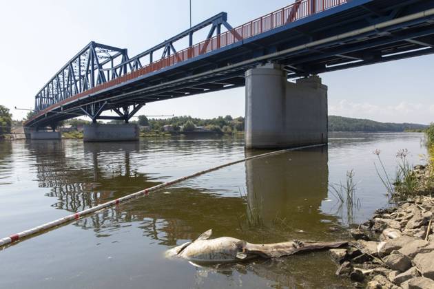 Deutschland, Uckermark, Schwedt Oder, Fischsterben in der Oder, Toter Wels, 16.08.2022