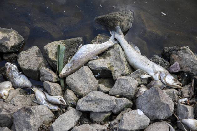 Deutschland, Uckermark, Schwedt Oder, Fischsterben in der Oder, Tote Zander, 16.08.2022