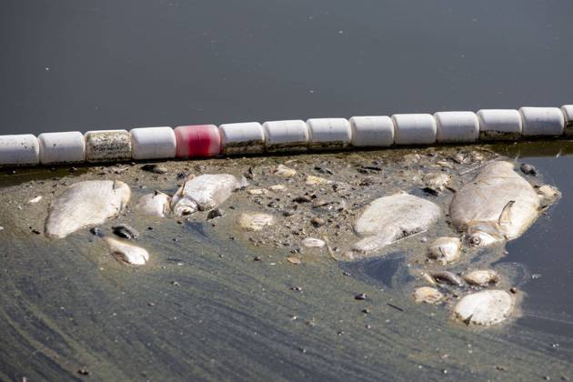 Deutschland, Uckermark, Schwedt Oder, Fischsterben in der Oder, Tote Fische, 16.08.2022