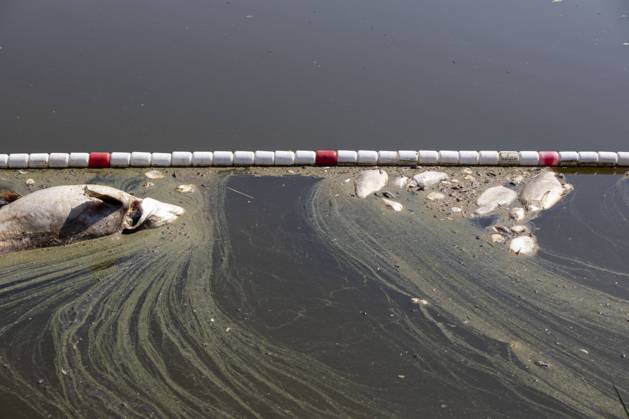Deutschland, Uckermark, Schwedt Oder, Fischsterben in der Oder, Tote Fische, 16.08.2022