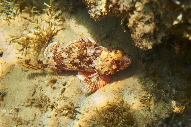 Großer roter Drachenkopf (Scorpaena scrofa) am Meeresgrund, Katalonien, Spanien, Europa Copyright: imageBROKER/Davidx&xMichaxSheldon ibxshe08482160