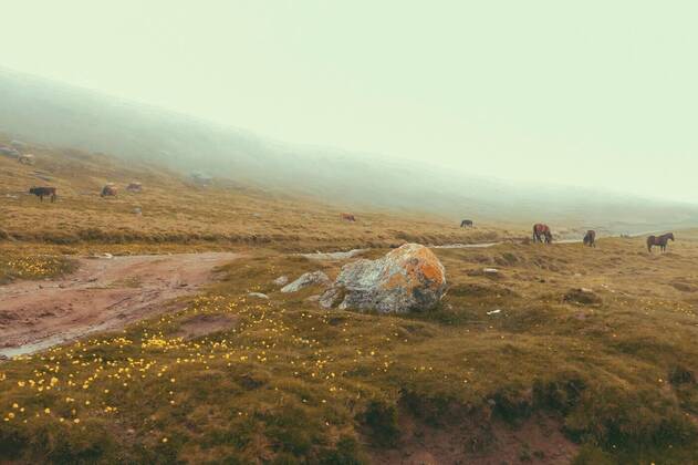 IMAGO Creative: Ende des Sommers  Panorama road after rains in Mountain Foggy Carpathian Mountains peaks on a foggy autumn morning with agriculture cows in field. Bucegi Mountains, Romania Europe, Panorama road after rains in Mountain Foggy Carpathian Mountains peaks on a foggy autumn morning with agriculture cows in field. Bucegi Mountains, Romania Europe, Panorama road after rains in Mountain Foggy Carpathian Mountains peaks on a foggy autumn morning with agriculture cows in field. Bucegi Mountains, Romania Europe, 14.03.2021, Copyright: xprctmx Panthermedia29703388.jpg