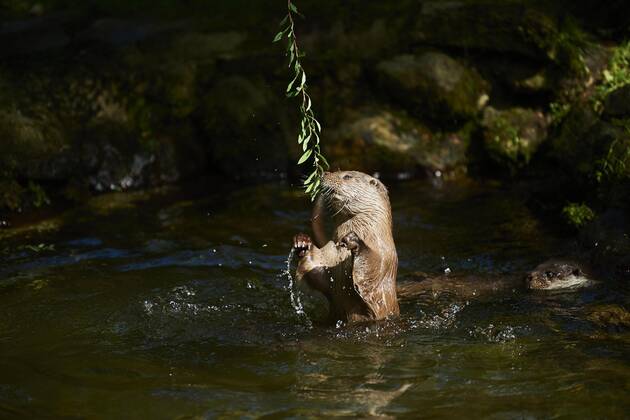 Fischotter (Lutra lutra), spielend im Wasser, Bayern, Deutschland, Europa Copyright: imageBROKER Davidx&xMichaxSheldon ibxshe08487493.jpg