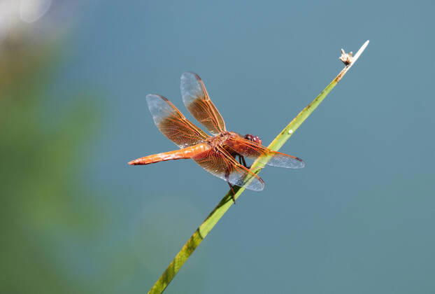 Bilder des Jahres 2022, Entertainment 08 August Entertainment Themen der Woche KW34 News Bilder des Tages August 28, 2022, Albuquerque, New Mexico, USA: JOURNAL.A rare orange dragonfly sunbaths on a tall grass at Bob Gerding Catch and Release Pond. Photographed on Sunday August 28, 2022. JOURNAL Albuquerque USA - ZUMAab1_ 20220828_zaf_ab1_003 Copyright: xAdolphexPierre-Louisx