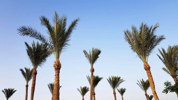 IMAGO Creative: Ende des Sommers Silhouettes of palm trees against the sky during sunset. Coconut trees, tropical tree of Egypt, summer tree. a family of monocotyledonous, woody plants with unbranched trunks., Silhouettes of palm trees against the sky during sunset. Coconut trees, tropical tree of Egypt, summer tree. a family of monocotyledonous, woody plants with unbranched trunks, Silhouettes of palm trees against the sky during sunset. Coconut trees, tropical tree of Egypt, summer tree. a family of monocotyledonous, woody plants with unbranched trunks, 08.11.2021, Copyright: xRoshchynx Panthermedia30882549.jpg