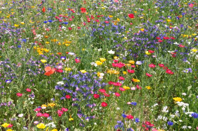 blumenteppich,bienenweide,sommerblumen,blumenteppiche,blütenteppich,sommerblume