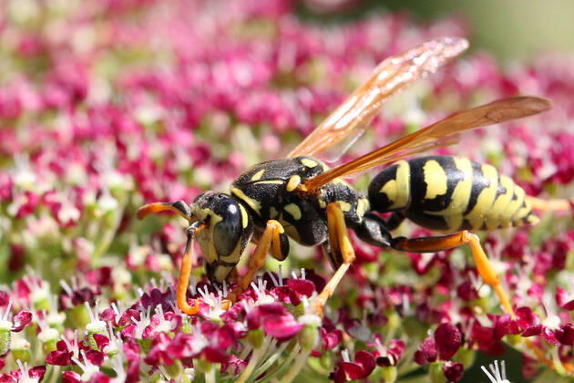 European Paper Wasp European paper wasp (Polistes dominula) on a Dara Ammi (False Queen Anne s Lace) flower in Markham, Ontario, Canada, on August 27, 2022. Markham Canada  Copyright: xCreativexTouchxImagingxLtdx originalFilename: friedman-european220827_npqgn