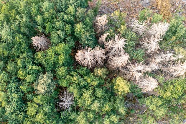 Waldsterben im Taunus Abgestorbene Fichten stehen im Taunus nahe der Polnischen Köpfe im Wald., Schmitten Hessen Deutschland