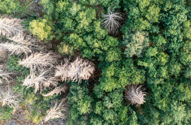 Waldsterben im Taunus Abgestorbene Fichten stehen im Taunus nahe der Polnischen Köpfe im Wald., Schmitten Hessen Deutschland