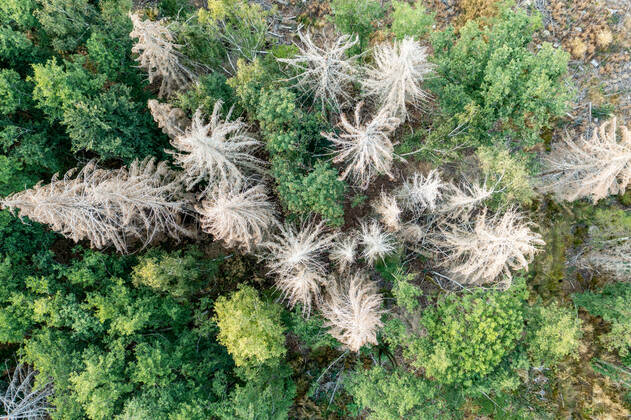 Waldsterben im Taunus Abgestorbene Fichten stehen im Taunus nahe der Polnischen Köpfe im Wald., Schmitten Hessen Deutschland