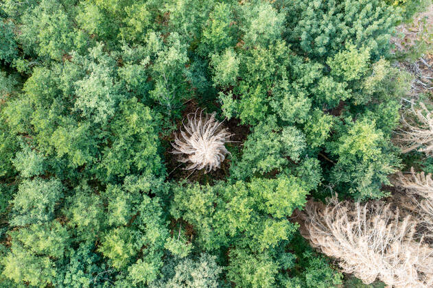 Waldsterben im Taunus Abgestorbene Fichten stehen im Taunus nahe der Polnischen Köpfe im Wald., Schmitten Hessen Deutschland