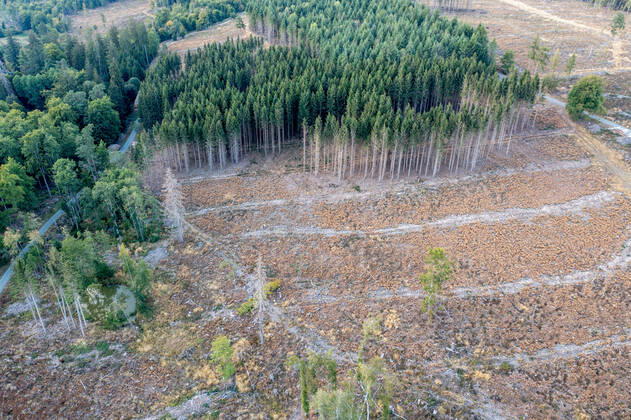 Waldsterben im Taunus Abgestorbene Fichten stehen im Taunus nahe der Polnischen Köpfe im Wald., Schmitten Hessen Deutschland