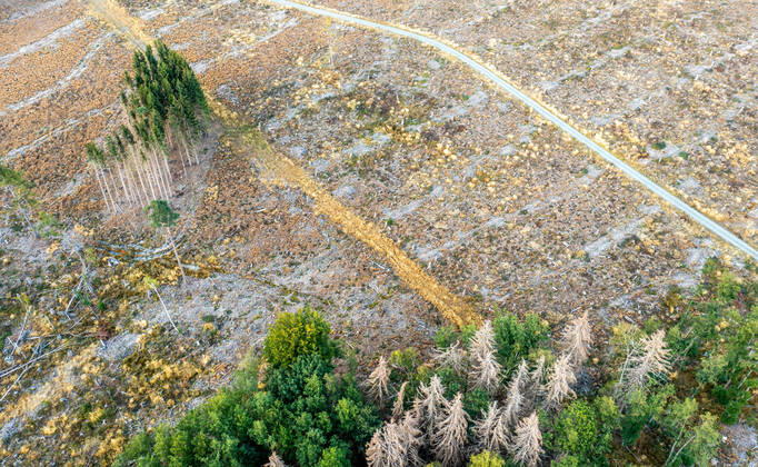 Waldsterben im Taunus Abgestorbene Fichten stehen im Taunus nahe der Polnischen Köpfe im Wald., Schmitten Hessen Deutschland