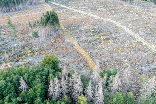 Waldsterben im Taunus Abgestorbene Fichten stehen im Taunus nahe der Polnischen Köpfe im Wald., Schmitten Hessen Deutschland