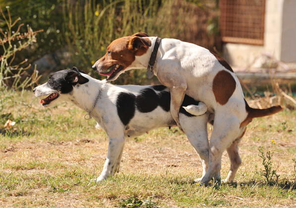 two purebred jack russel terrier making love in a garden , 5016840.jpg, dog, sex, mating, jack russel terrier, animal, pet, love, purebred, pedigree, outdoor, two, dogs, canine, mating ritual, sexual activity, collar, cute,