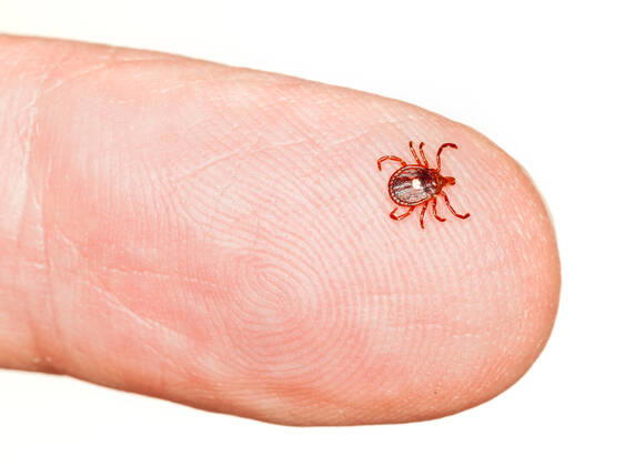 Close up of lone star or seed tick in macro on a male finger isolated on white , 5224458.jpg, Amblyomma americanum, Insect, bite, black, bloodsucker, bloodsucking, body, bug, close, close up, closeup, crawling, danger, dangerous, detail, disease carrier, enlarged, fauna, finger, horizontal, isolate, isolated, lime disease, little, lone, lone star, lyme, lyme disease, macro, mark, marking, minute, mite, parasite, pest, red, seed tick, skin, small, star, tick, ticks, tiny,