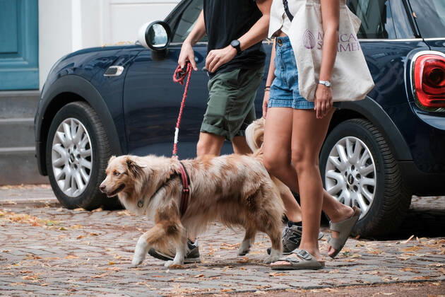 Düsseldorf 07.09.2022 Hund Hunde Gassi gehen gassigehen Spaziergänger spazieren Spaziergang Düsseldorf Nordrhein-Westfalen Deutschland