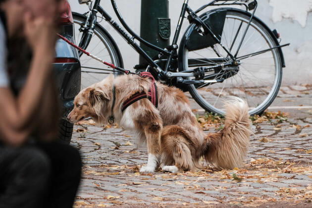 Düsseldorf 07.09.2022 Hund Hunde Gassi gehen gassigehen Spaziergänger spazieren Spaziergang Hundekot Hundekotbeutel Kotbeutel Düsseldorf Nordrhein-Westfalen Deutschland