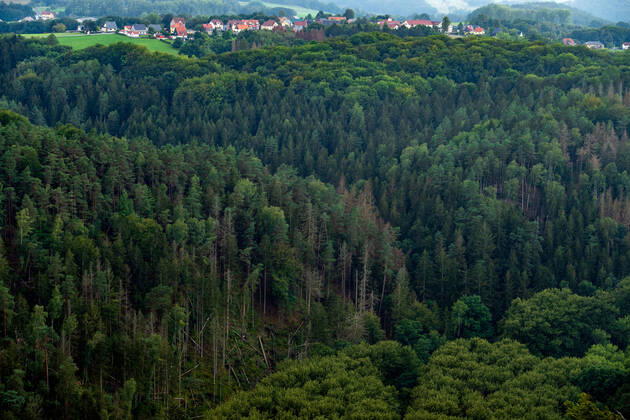 08.09.2022, Deutschland, Sachsen, Sächsische Schweiz, Hohnstein: Blick von der Brandbaude bei Hohnstein auf die Wälder im Nationalpark Sächsische Schweiz. Dürre und der Borkenkäfer sorgen dafür, dass immer mehr Bäume in dem Naturschutzgebiet absterben.