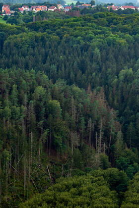 08.09.2022, Deutschland, Sachsen, Sächsische Schweiz, Hohnstein: Blick von der Brandbaude bei Hohnstein auf die Wälder im Nationalpark Sächsische Schweiz. Dürre und der Borkenkäfer sorgen dafür, dass immer mehr Bäume in dem Naturschutzgebiet absterben.