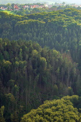 08.09.2022, Deutschland, Sachsen, Sächsische Schweiz, Hohnstein: Blick von der Brandbaude bei Hohnstein auf die Wälder im Nationalpark Sächsische Schweiz. Dürre und der Borkenkäfer sorgen dafür, dass immer mehr Bäume in dem Naturschutzgebiet absterben.