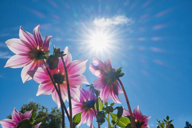 Dahlien unter der Sonne