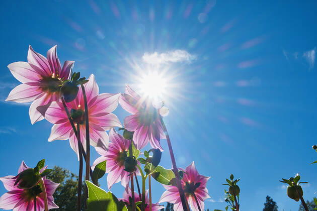 Dahlien unter der Sonne