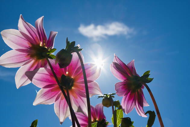 Dahlien unter der Sonne