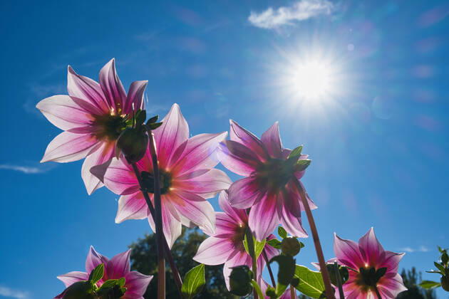 Dahlien unter der Sonne