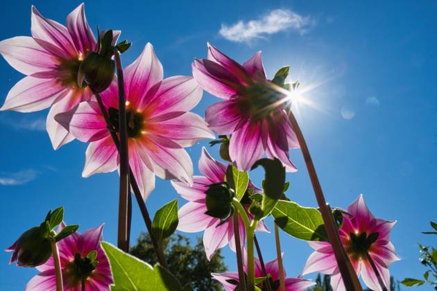 Dahlien unter der Sonne
