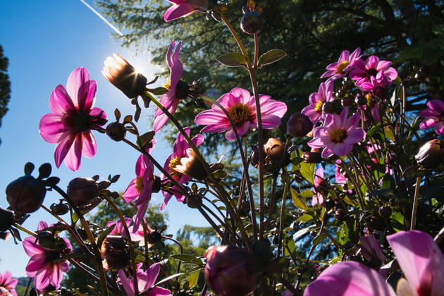 Dahlien unter der Sonne