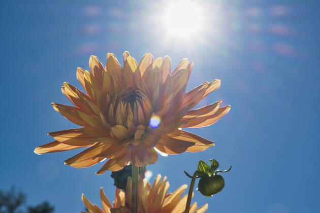Dahlien unter der Sonne