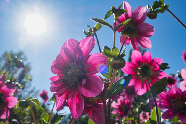 Dahlien unter der Sonne