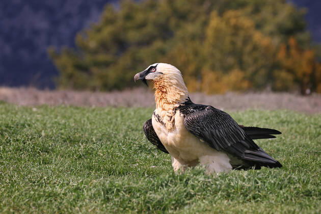 Bartgeier, Bart-Geier, Laemmergeier, Laemmer-Geier (Gypaetus barbatus), Altvogel steht auf einer Wiese, Spanien, Katalonien, Solsona Lammergeier, Bearded Vulture (Gypaetus barbatus), adult stands ion a meadow, Spain, Katalonia, Solsona BLWS673752