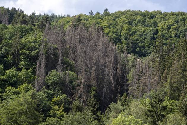 Waldsterben. Ansammlung verdorrter Nadelhölzer in einem Wald. Mayen-Koblenz L82 bei Ettringen Rheinland-Pfalz Deutschland Nur redaktioneller Gebrauch Copyright: Bonnfilm Klaus W Schmidt und Sepp Spiegl