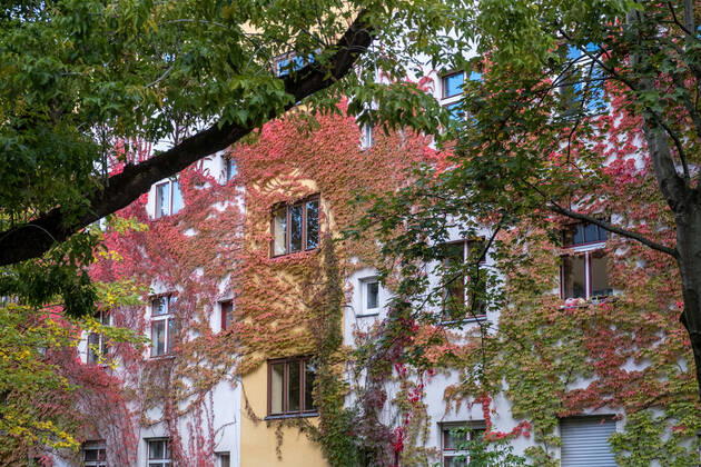 Herbstlaub an einer Hausfassade in der Gudvanger Straße in Berlin-Prenzlauer Berg. Autumn leaves on a house facade in Gudvanger Straße in Berlin-Prenzlauer Berg. Herbst in Berlin