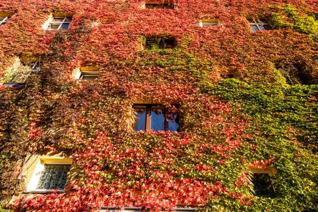 Herbstlaub an einer Hausfassade in der Gudvanger Straße in Berlin-Prenzlauer Berg. Autumn leaves on a house facade in Gudvanger Straße in Berlin-Prenzlauer Berg. Herbst in Berlin